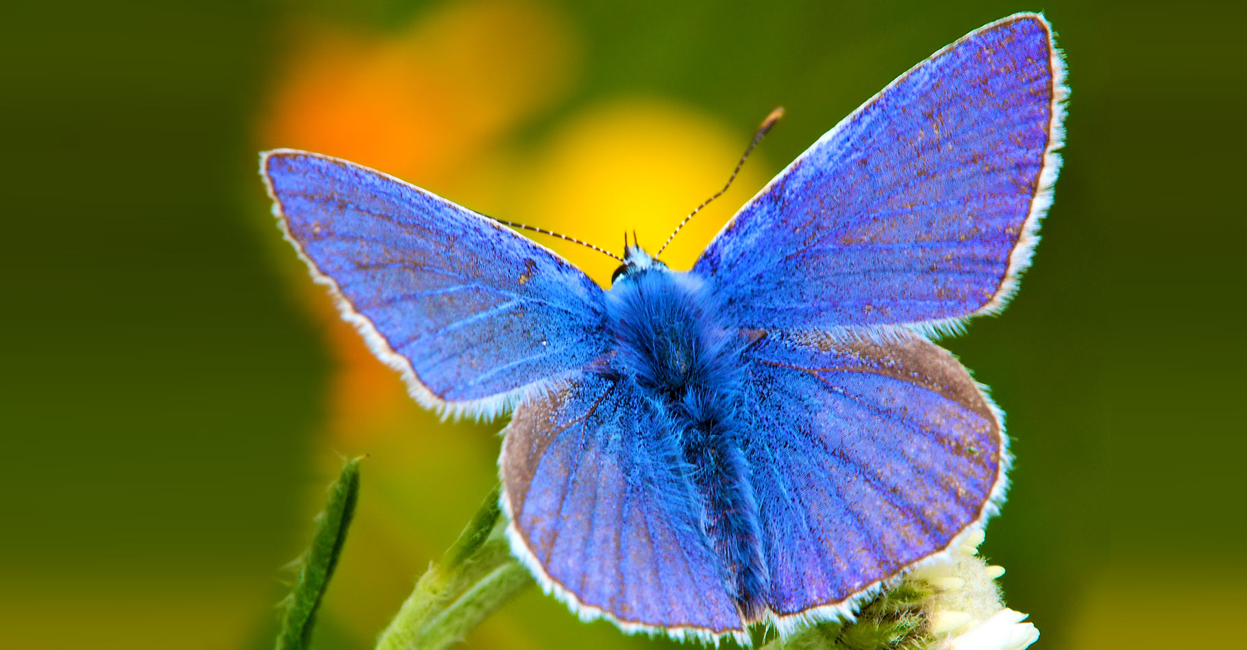 Papillon&nbsp;Argus bleu&nbsp;Polyommatus icarus. © Ernst Vikne - CC BY-SA 2.0
