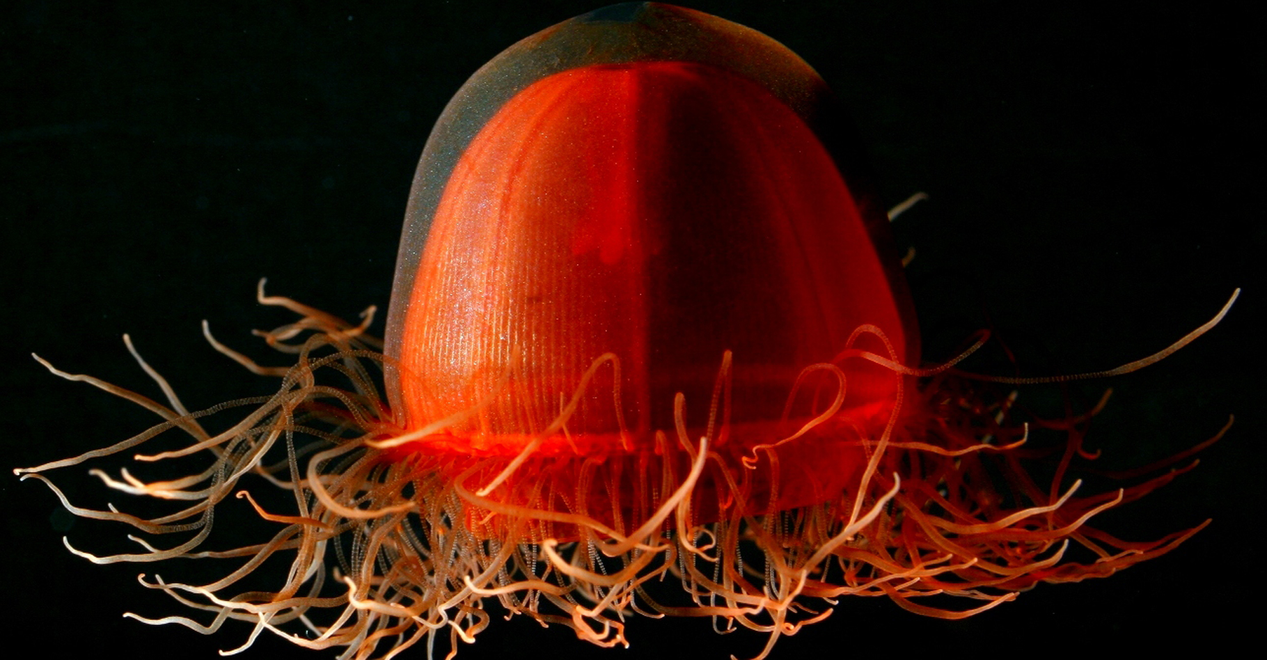 Crossota sp., une hydroméduse de l'ordre des Trachymedusae. © NOAA - Domaine public 