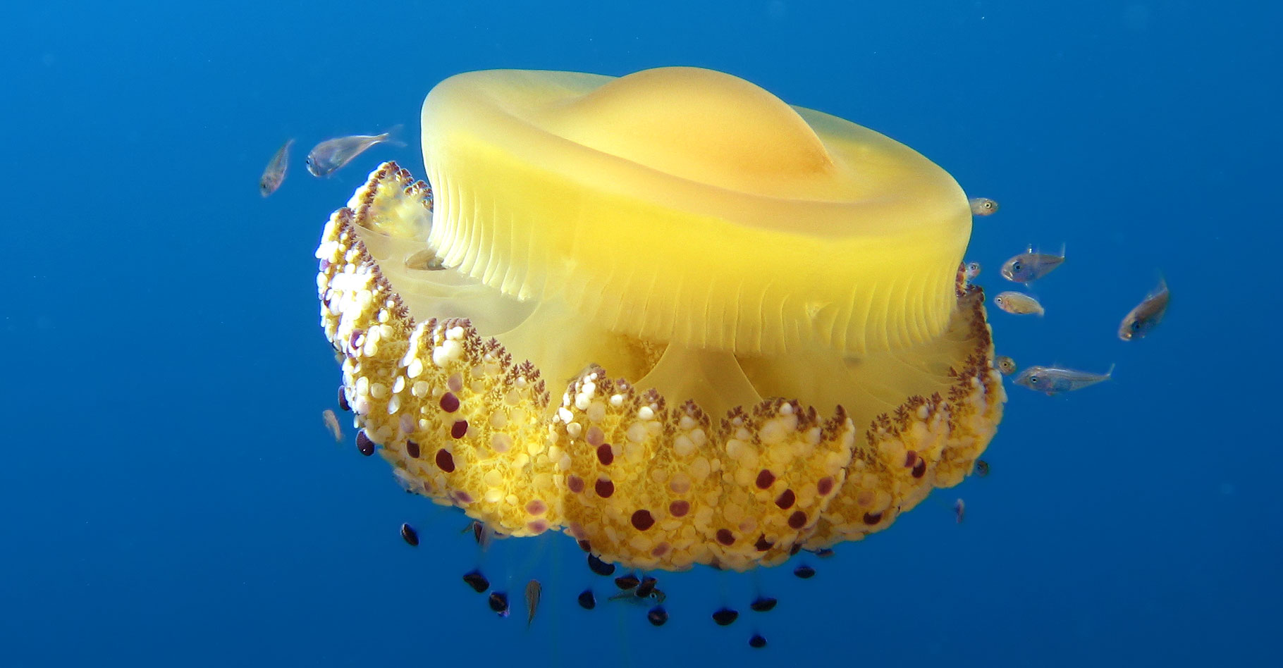 Les méduses des animaux fascinants