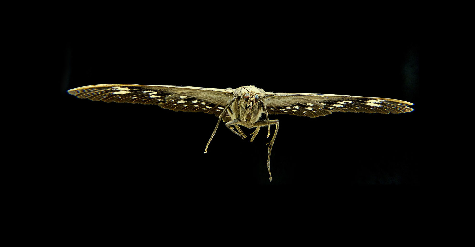 Robot Entomopter, le vol du papillon de nuit