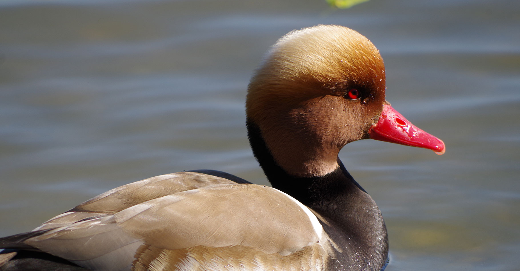 Canard sur les étangs de la Dombes. © Isabelle Barruhet, Flickr, CC by-nc 2.0