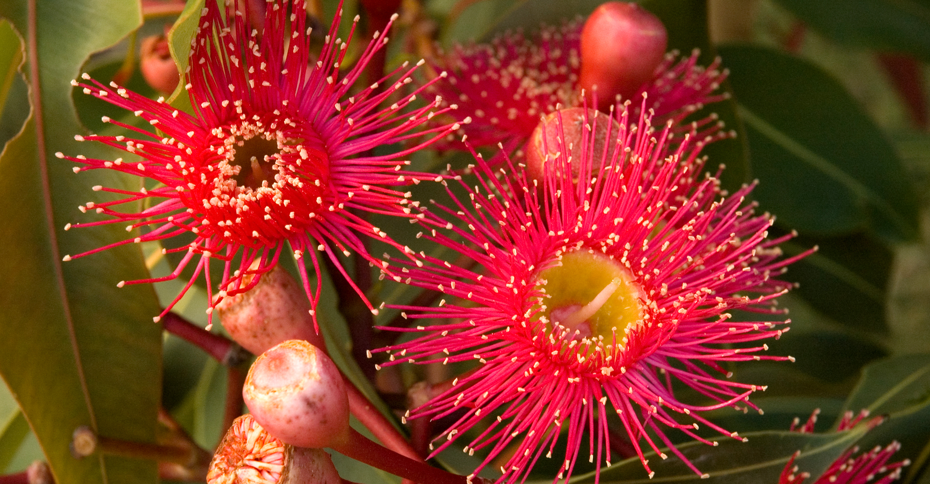Fleurs d'eucalyptus utilisées dans les parfums. © Sydney Dawg - CC BY-NC 2.0