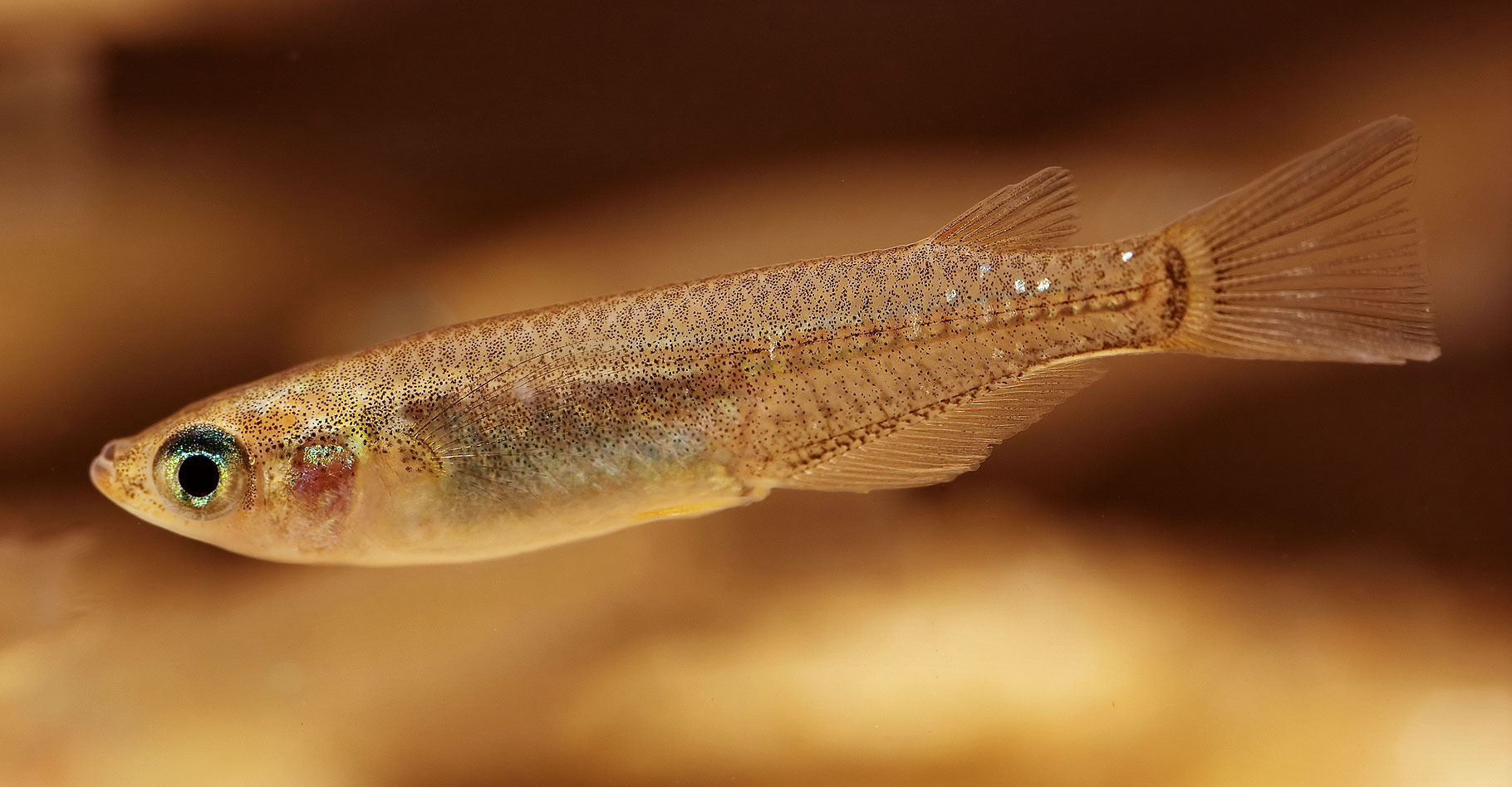 Le médaka (Oryzias latipes) est une espèce de poisson originaire d'Asie du sud-est. © Seotaro - CC BY-SA 3.0
