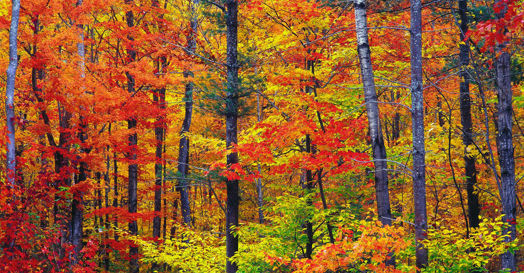 Forêt d'automne dans le New Hampshire USA. © Bluepoint - CC BY-NC 2.0