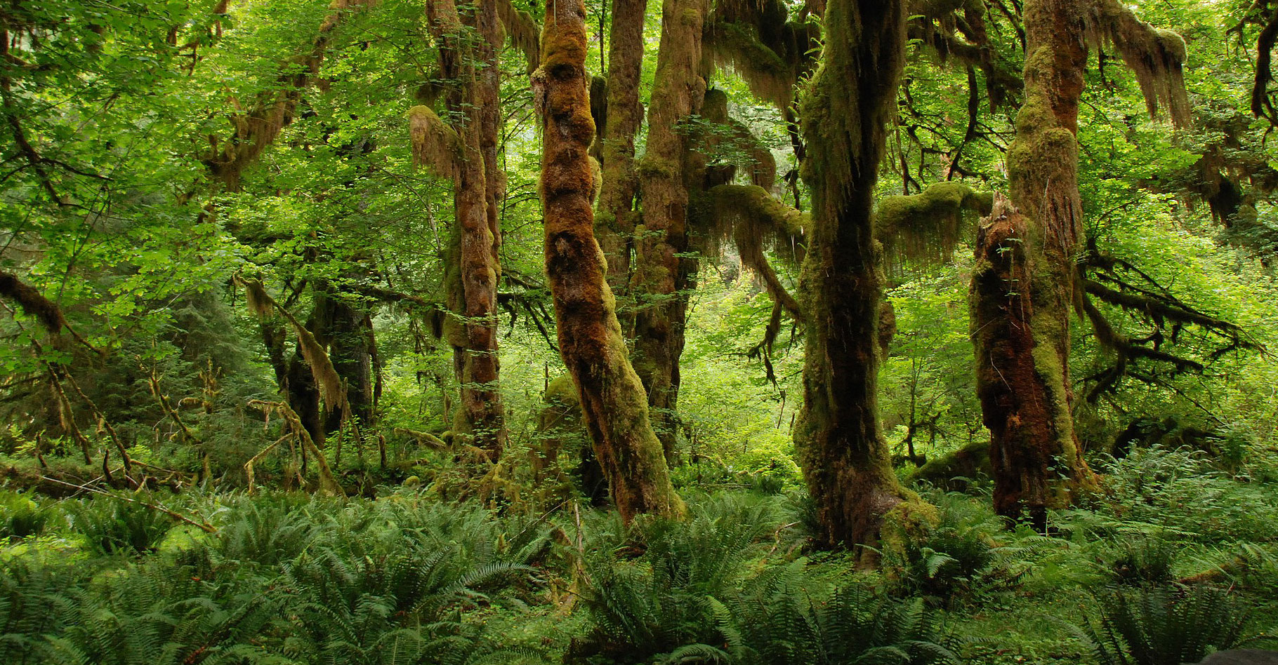 Forêt tropicale : une malle aux trésors