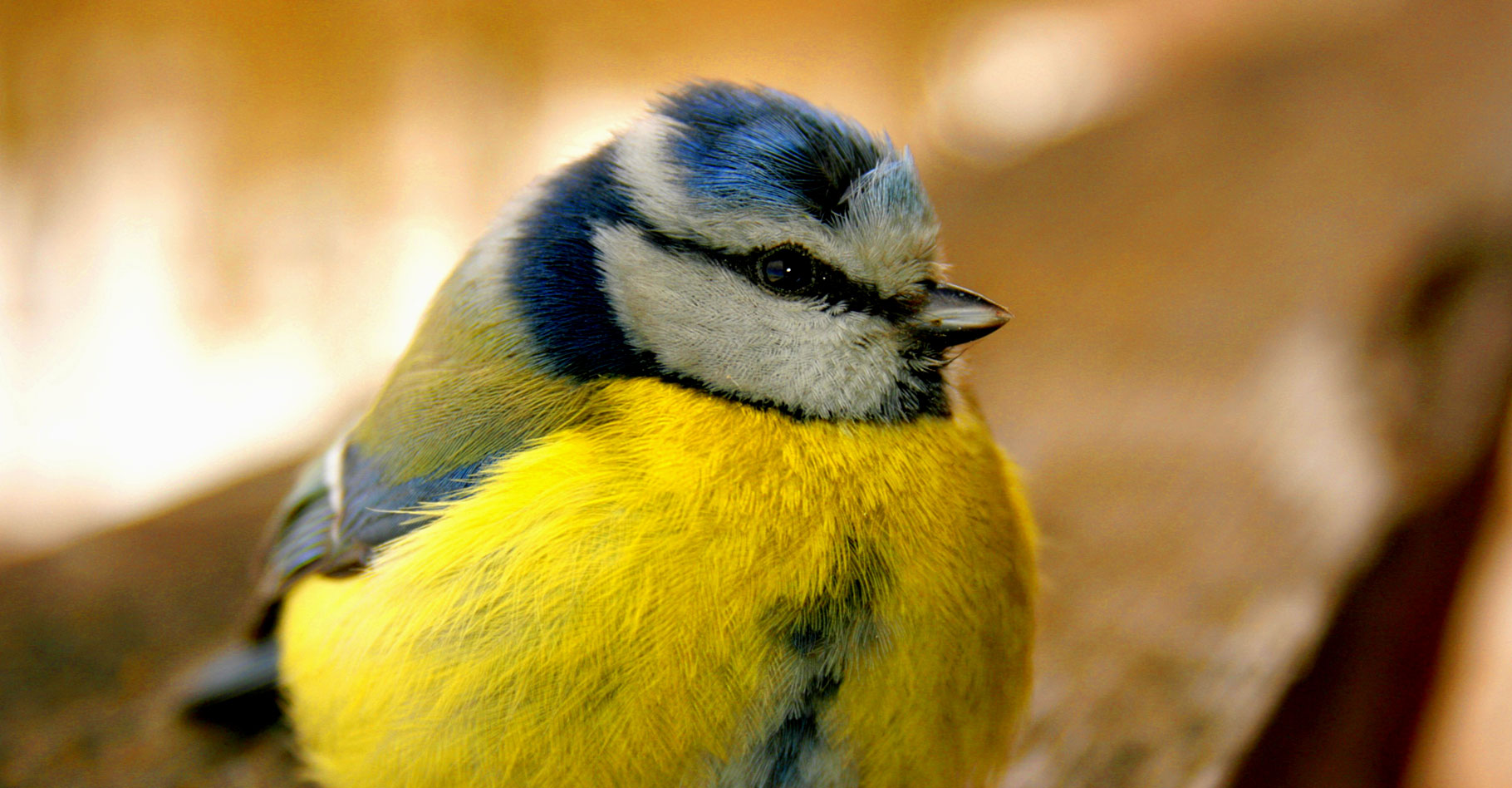 Mésange bleue (Parus caeruleus). © Janek Pärn, Wikimedia commons, CC by-nc 3.0