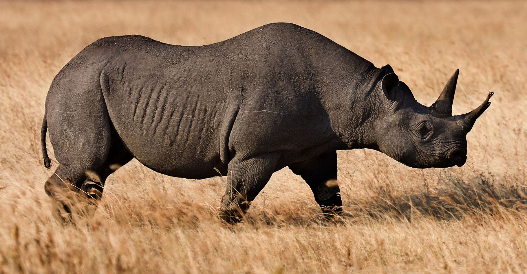 Rhinocéros noir (Diceros bicornis) dans&nbsp;l'aire de conservation du Parc&nbsp;Ngorongoro, Tanzanie.&nbsp;© Ikiwaner,&nbsp;CC by-nc 2.0