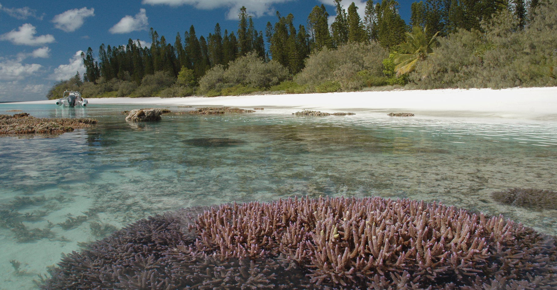 Coraux vivant à la surface de l'eau. © Boré&nbsp;Jean-Michel - IRD - DR