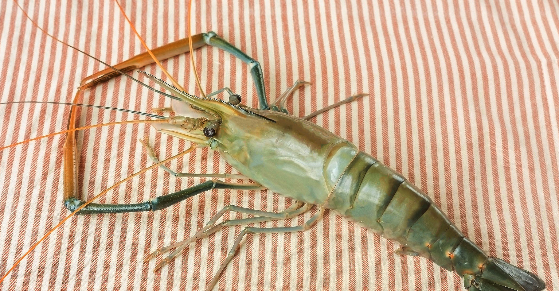 La crevette à Madagascar : pêche et élevage