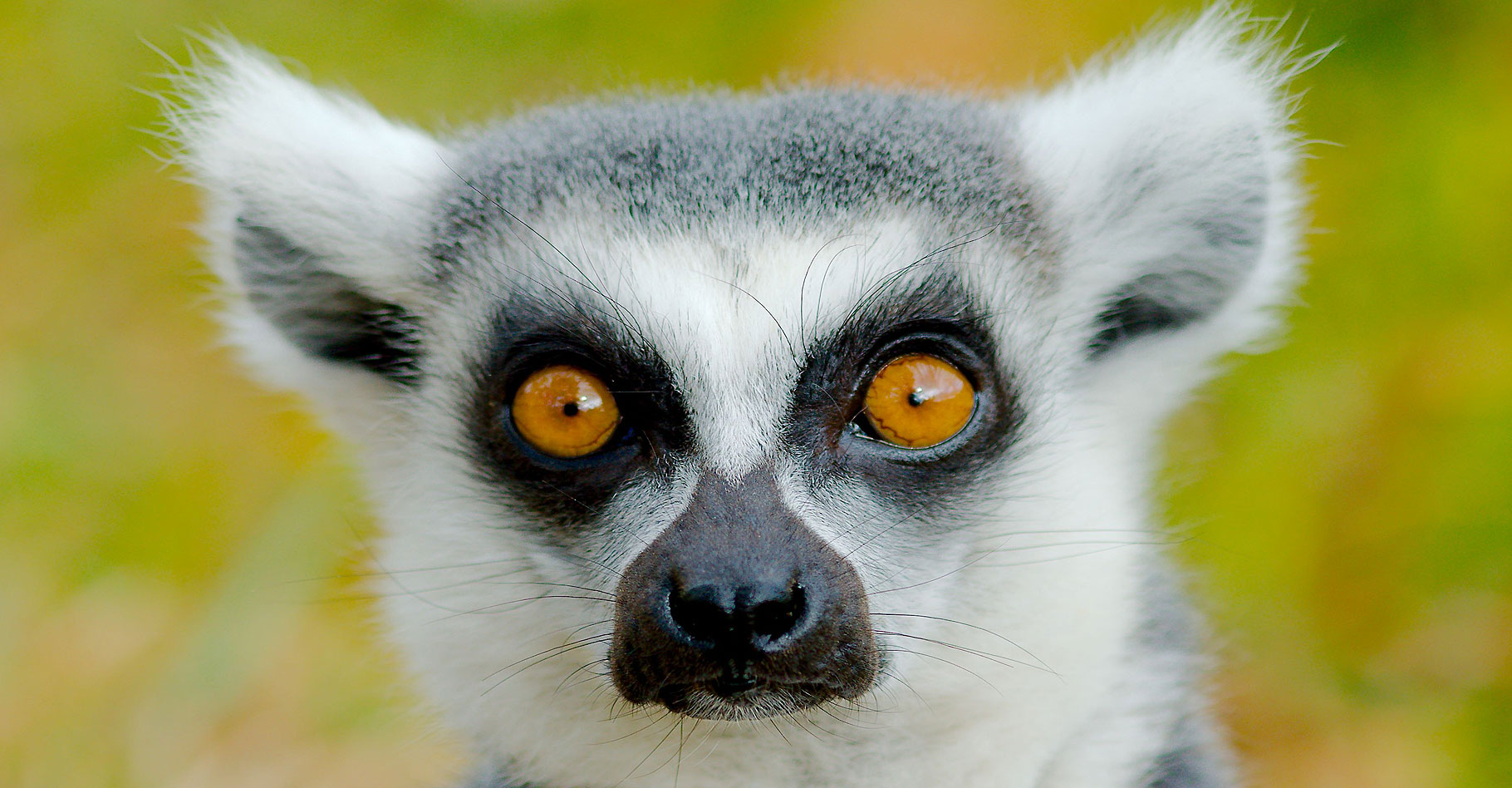 Lémurien (lemur catta). © Josh More - CC BY-NC 2.0
