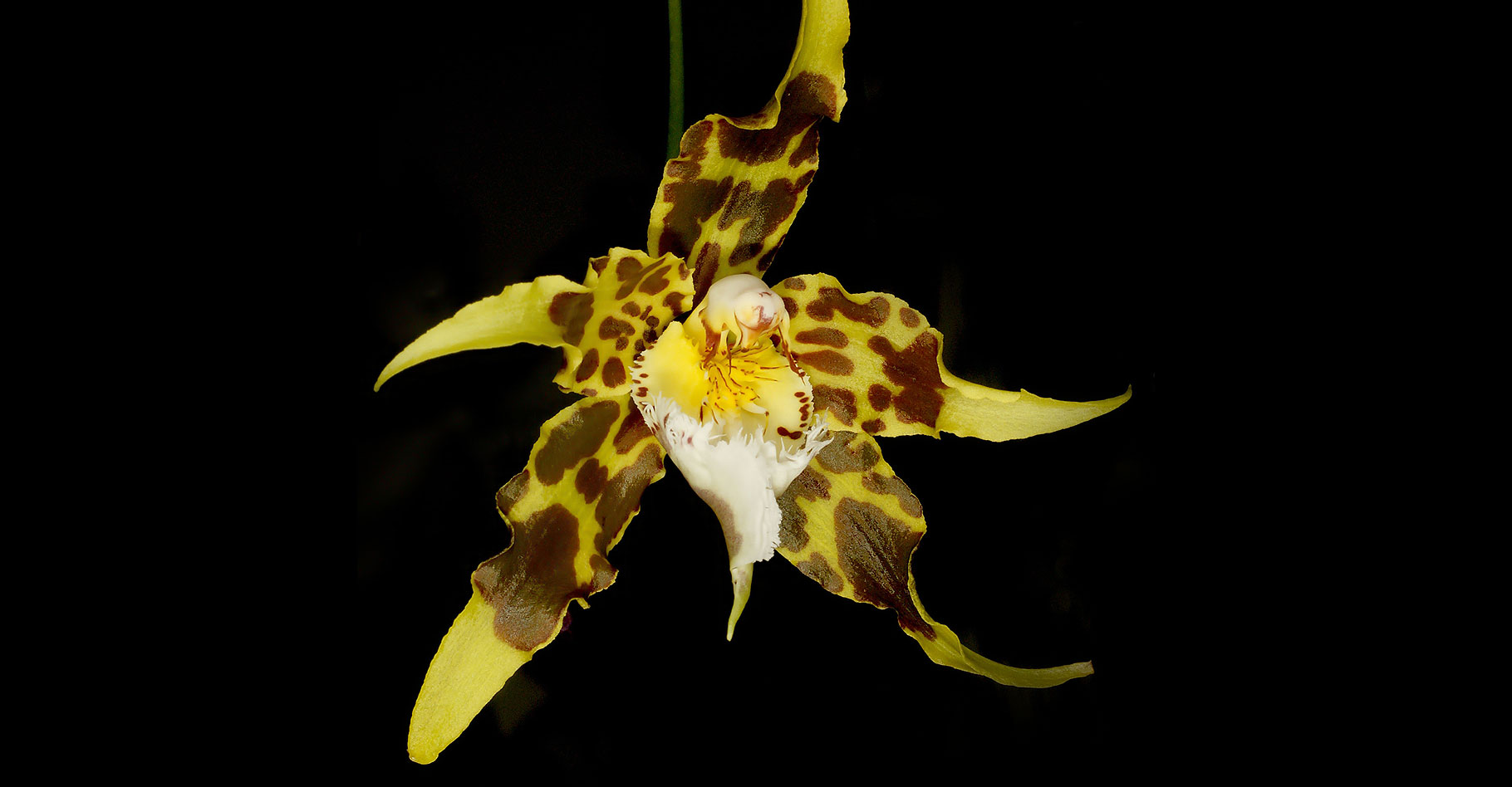 Orchidée Oncidium : pluie d'or