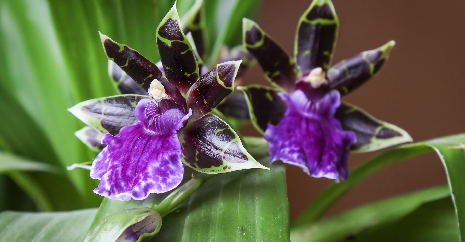 Zygopetalum : orchidée de mi-ombre