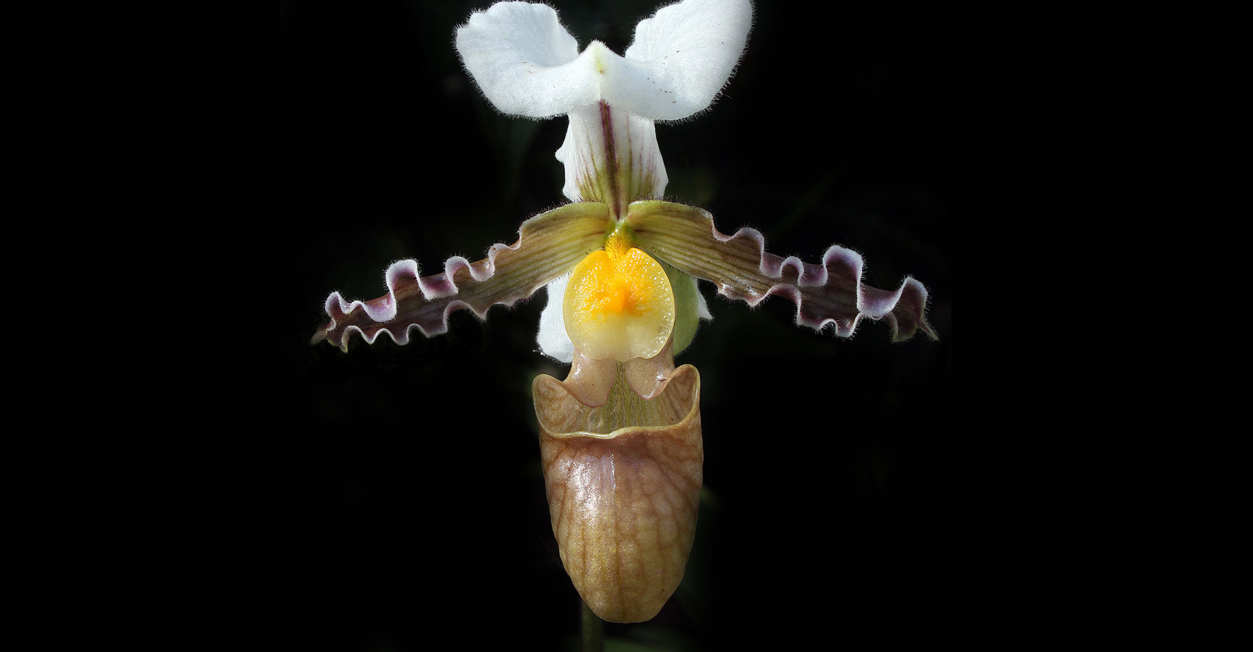 Orchidée Paphiopedilum : le sabot de Vénus