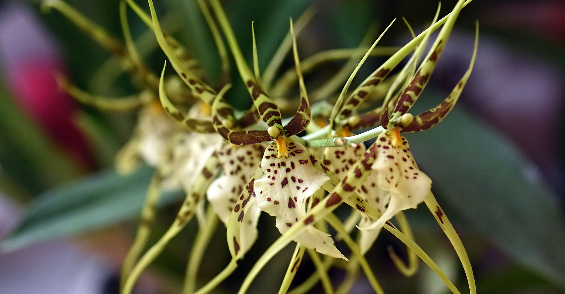 Pour en savoir plus sur les orchidées