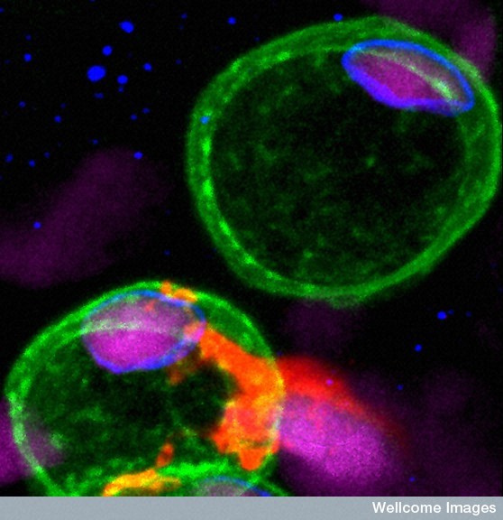 Cycle cellulaire : prolifération des cellules saines