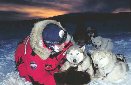 Les chiens polaires