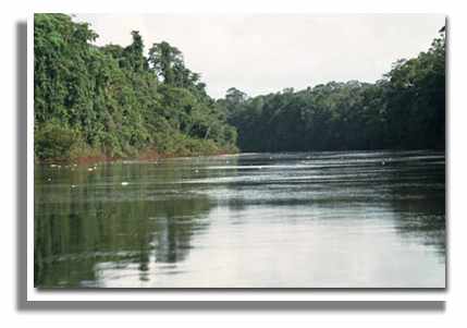 Des effets d'un barrage sur les poissons d'un fleuve tropical
