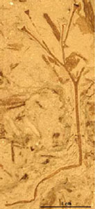 Le Dévonien inférieur (de -416 à -397 millions d'années)