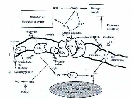 Le récepteur de l'élastine-laminine, son rôle dans le vieillisement vasculaire