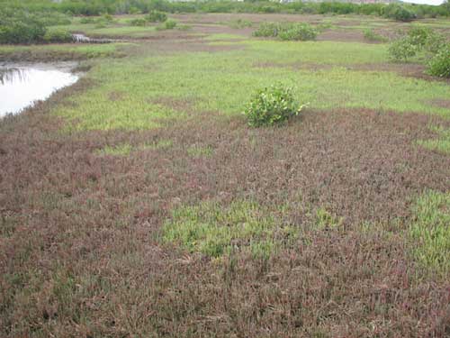 Les tannes herbeux : un mince couvert d'herbes ou de petits ligneux