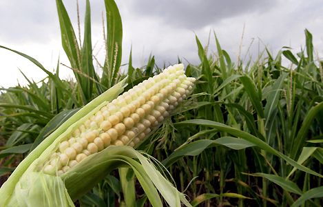 Impact des OGM sur la santé