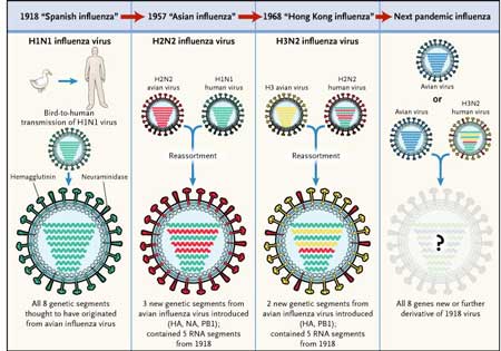 Variabilité génétique des virus influenza