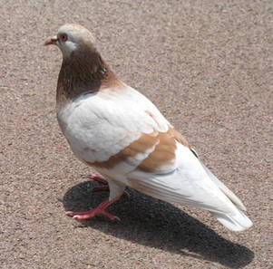 Ig Nobel de psychologie : les pigeons préfèrent-ils Picasso ?