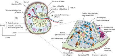 Les ganglions, où se rencontrent lymphocytes T et cellules dendritiques