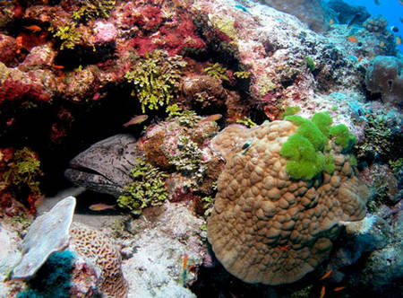 Le milieu marin, source de biodiversité
