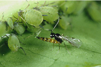 Les insectes parasitoïdes, des animaux aux mœurs écologiques particulières