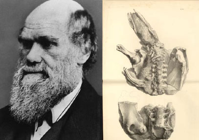 Darwin et les fossiles : histoire d'une réconciliation