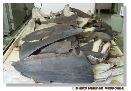 Impact de la pêche sur les requins : la chasse aux ailerons