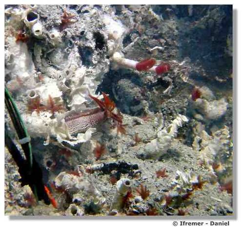Les vers de Pompéi, exemple de faune en milieu hydrothermal