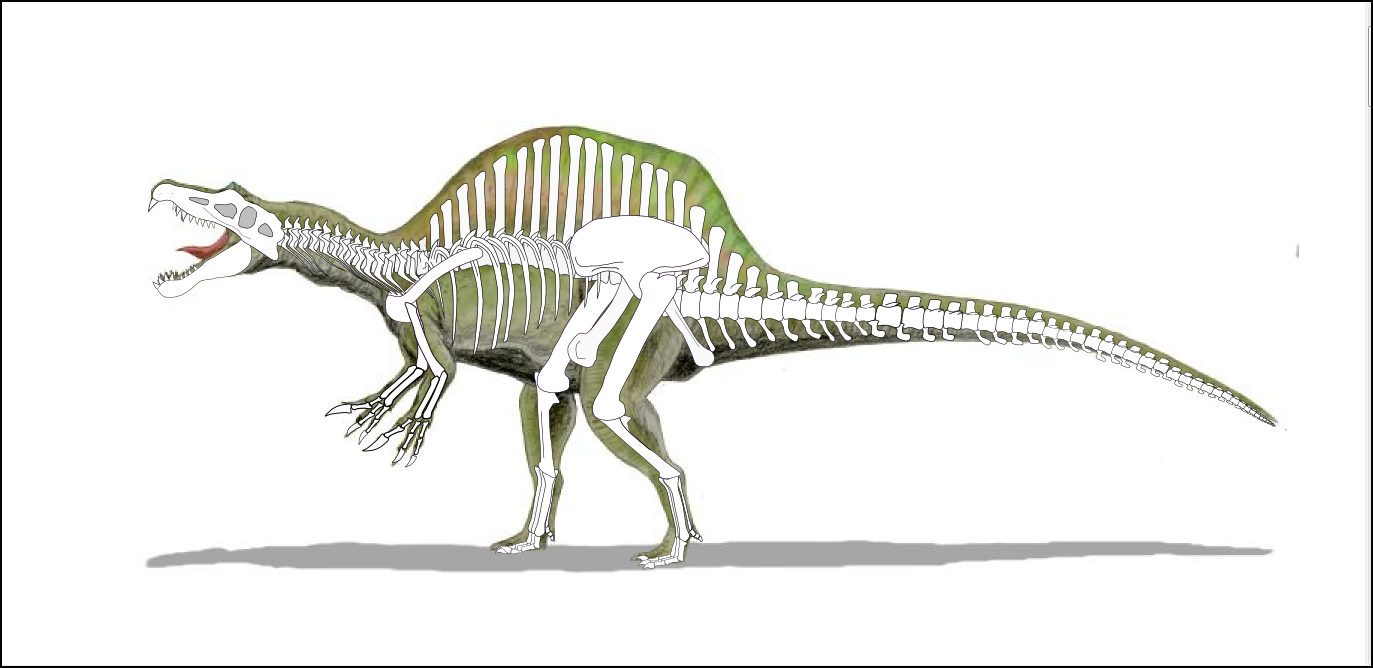 Spinosaure, l'un des plus longs dinosaures carnivores