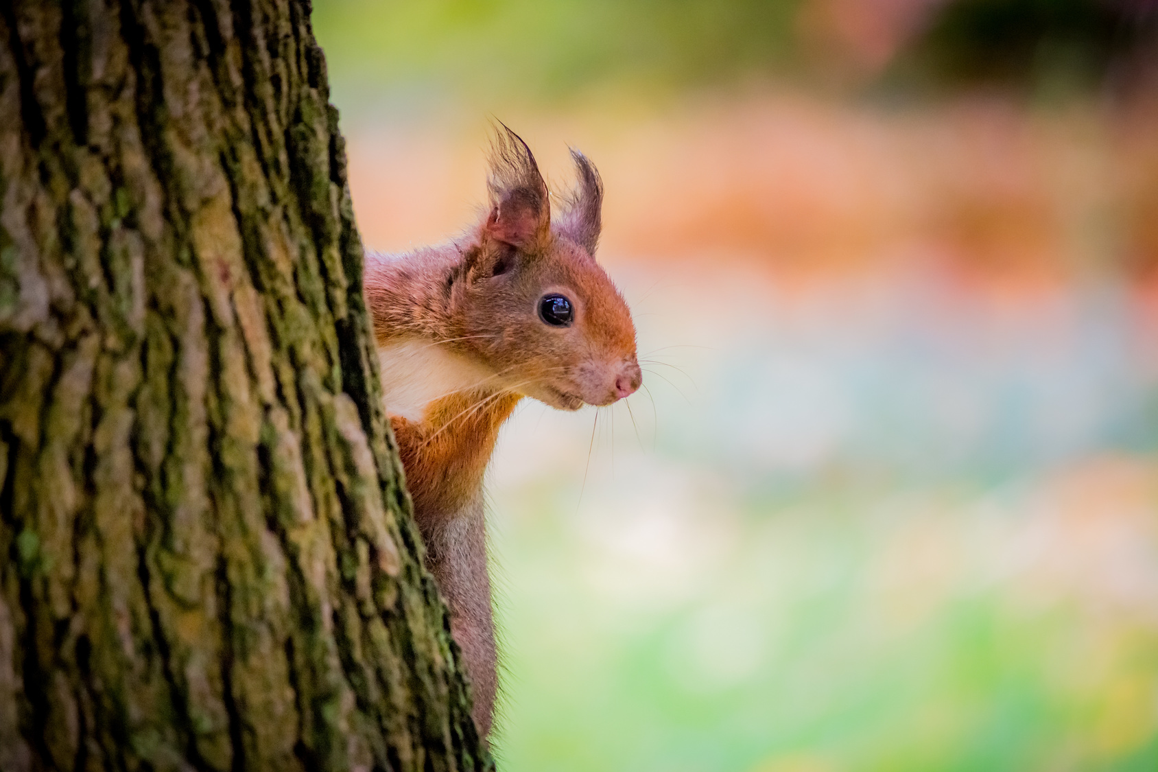 Des poils poussent sur les oreilles de l’écureuil en automne. © MangAllyPop@ER, Fotolia