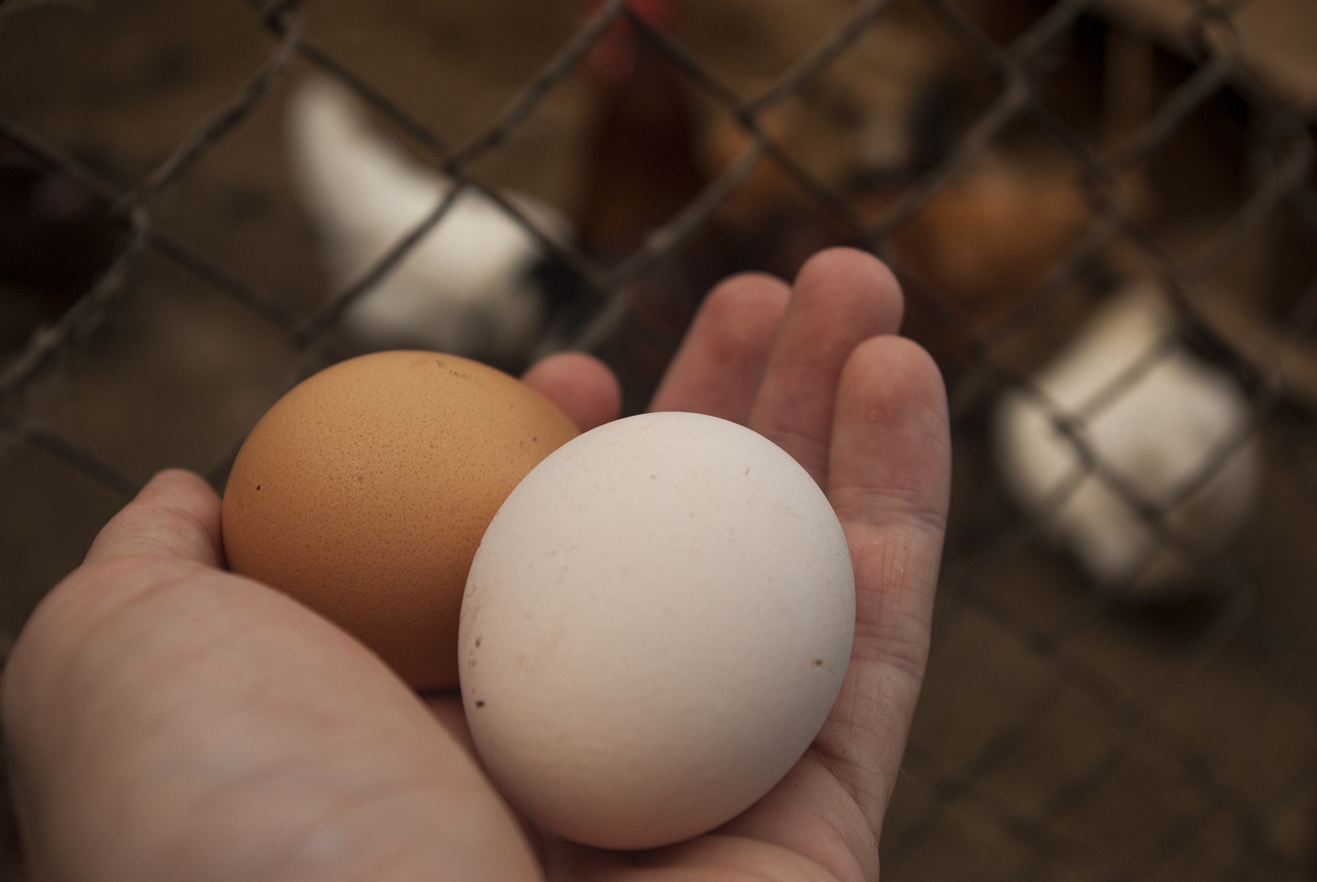 Les sols pollués contaminent les œufs des poulaillers d'une grande partie de la région parisienne. © Romaboy, Pixabay