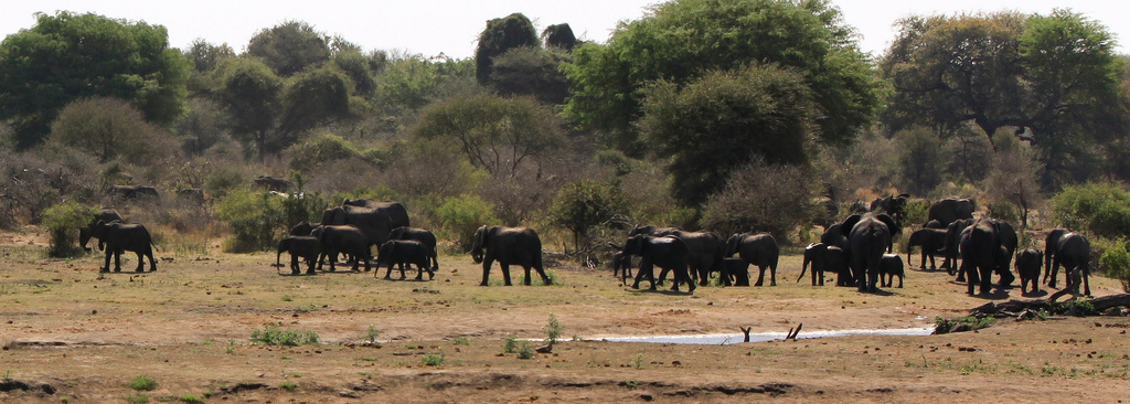 Créé en 1926, le&nbsp;parc national Kruger, avec ses 20.000 km2,&nbsp;correspond à la plus grande réserve naturelle d'Afrique du Sud. L'abattage contrôlé d'éléphants d'Afrique y a été interdit en 1994, avant d'être à nouveau autorisé en 2008.&nbsp;© Kristofor &amp; Rebekah, Flickr, cc by nc sa 2.0