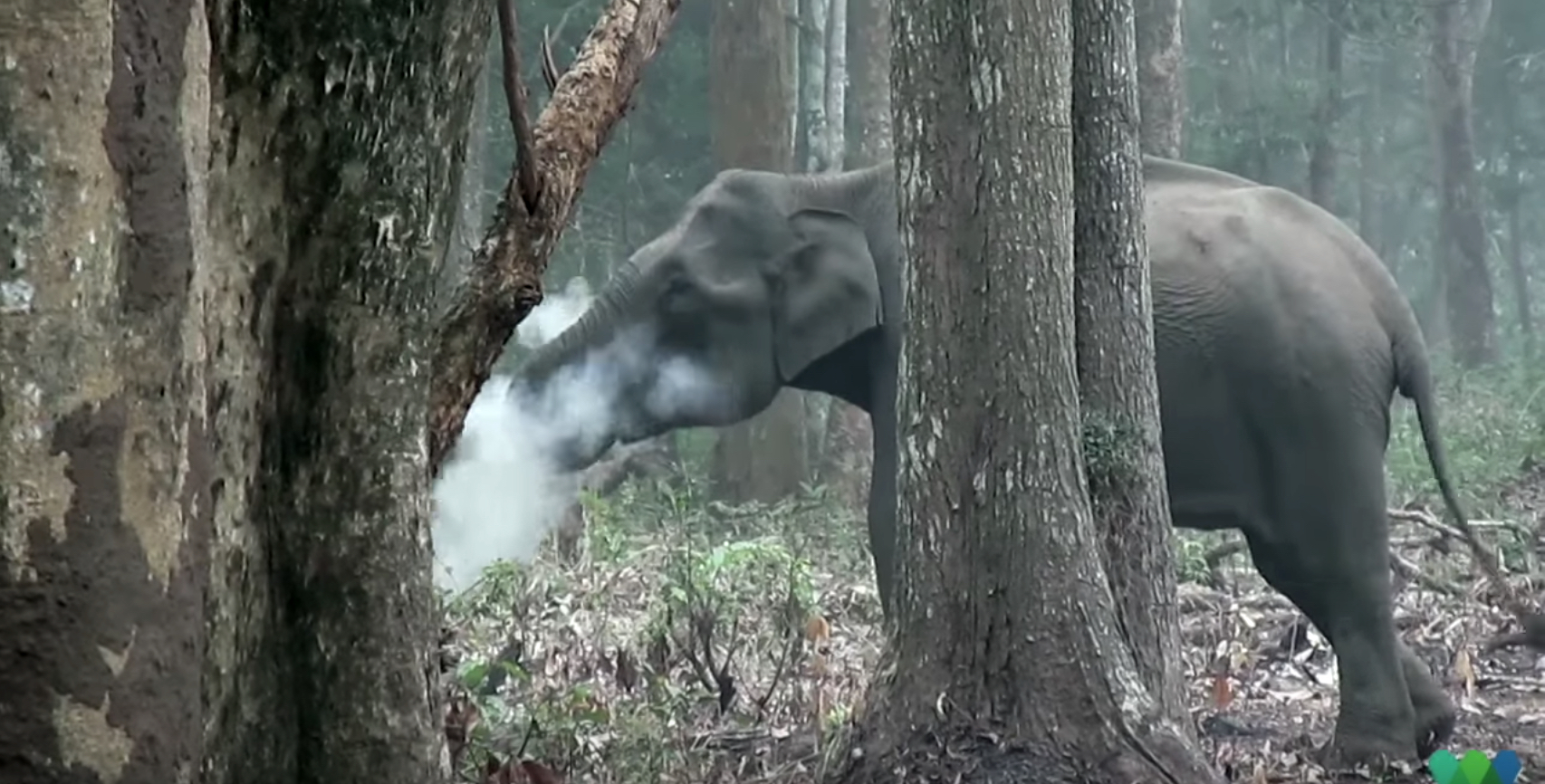 C'est une éléphante. Et elle fume. © Wildlife Conservation Society