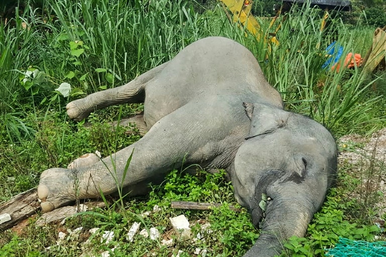 Un éléphant mort à Kluang, dans l'État de Johor dans le sud de la Malaisie, sur une photo non datée fournie par le Département des parcs nationaux et de la faune sauvage le 7 juin 2019. © Handout - Malaysia Department of Wildfife and National Parks/AFP