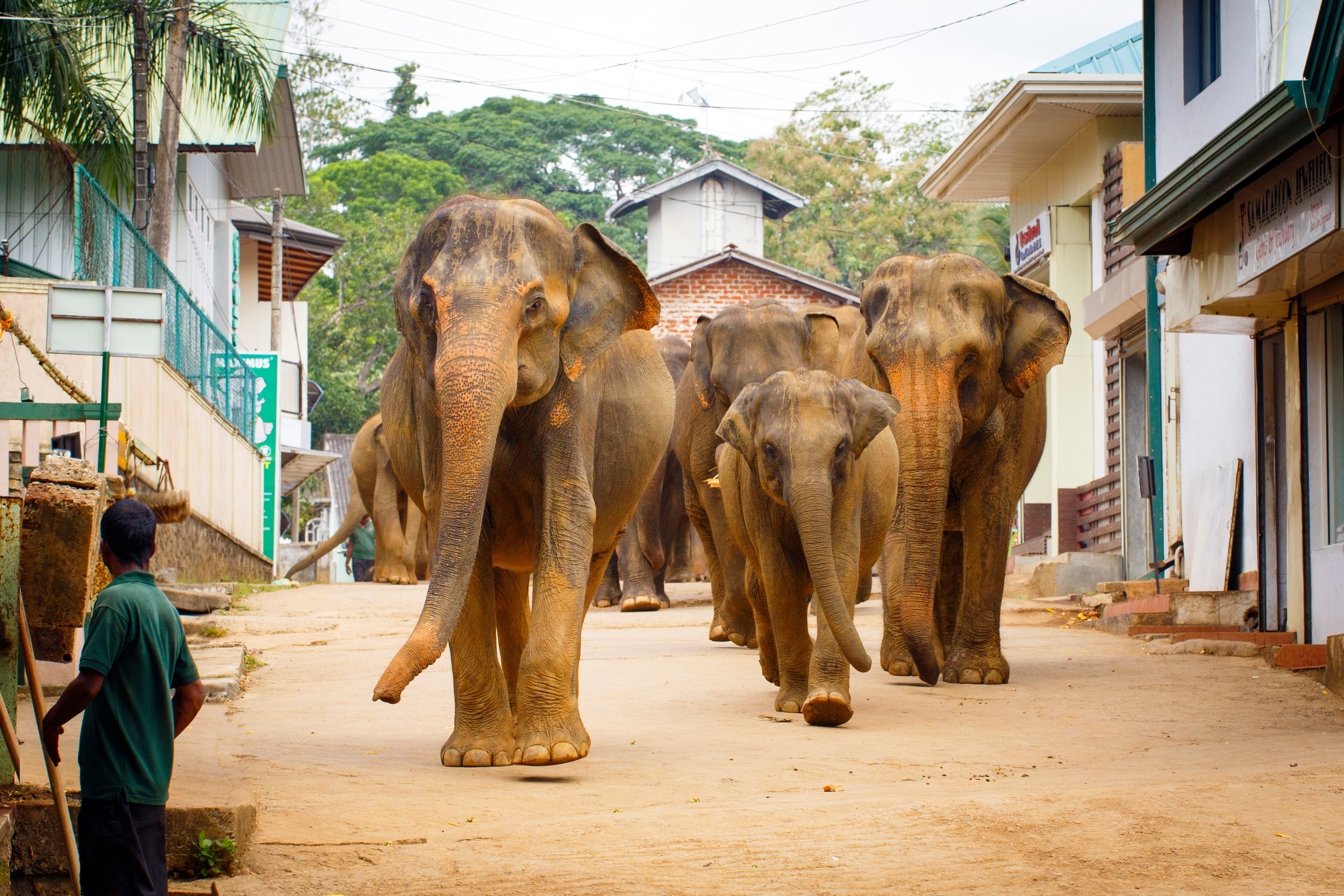 Une autre histoire vraie liée à cet évènement concerne Amber Mason, petite fille sauvée par un éléphant à Phuket, qui, en se sauvant lui-même, l'a portée à l'abri de la vague du tsunami. © DragoNika, Adobe Stock