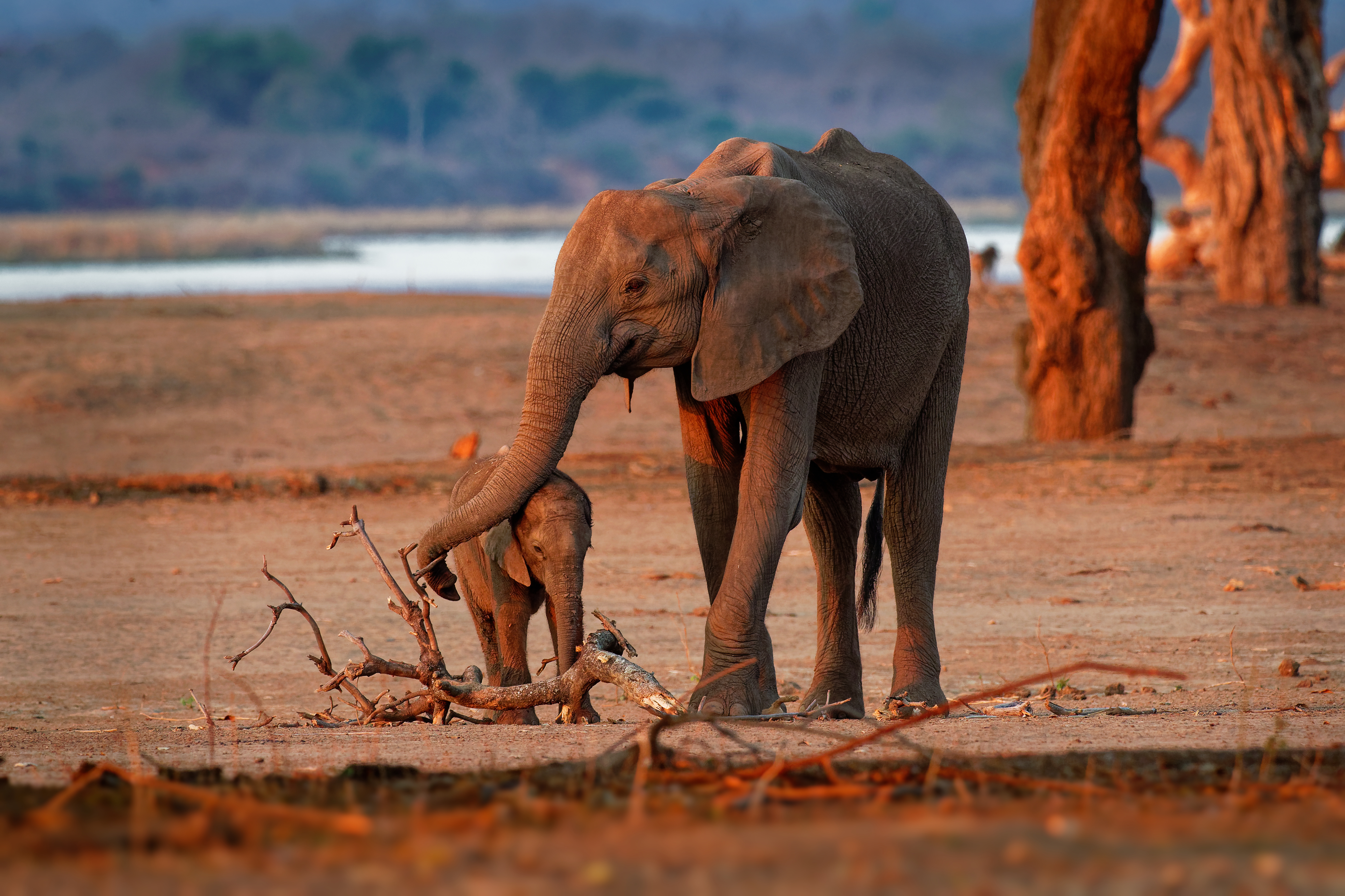 Éléphanteau de savane d'Afrique avec sa mère. © phototrip.cz, Adobe Stock