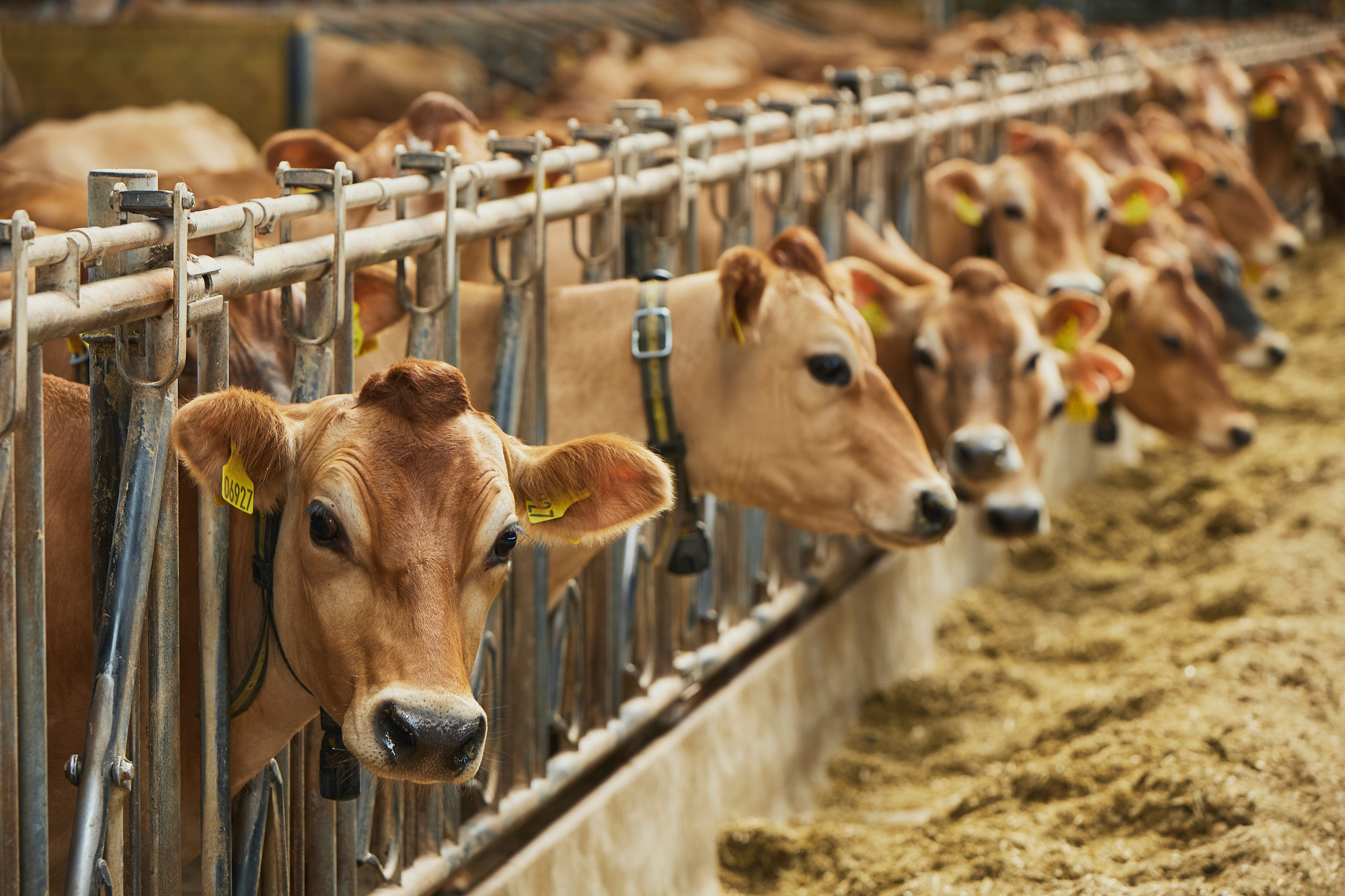 Le Danemark pourrait devenir le premier pays à taxer les émissions de méthane issues de ses élevages. © Viktor Osypenko, Adobe Stock