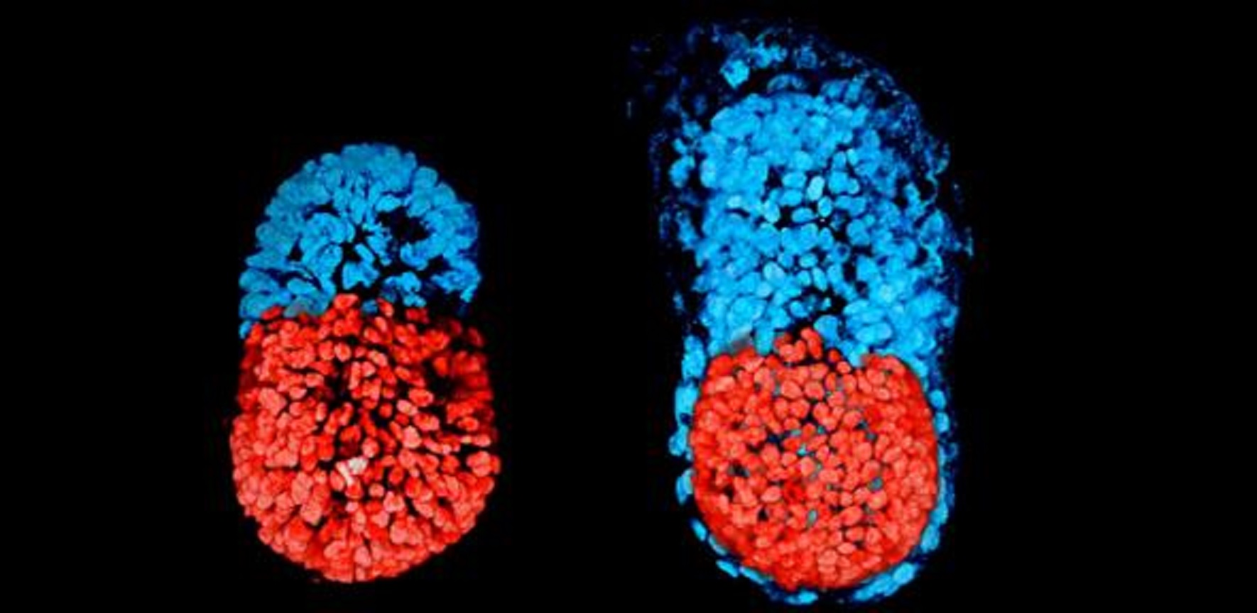 Embryon à partir de cellules souches  à 96 h (à gauche) et cultivé in vitro 48 h depuis le stade blastocyste (à droite). © Sarah Harrison et Gaelle Recher, Zernicka-Goetz Lab, University of Cambridge, CC by 3.0