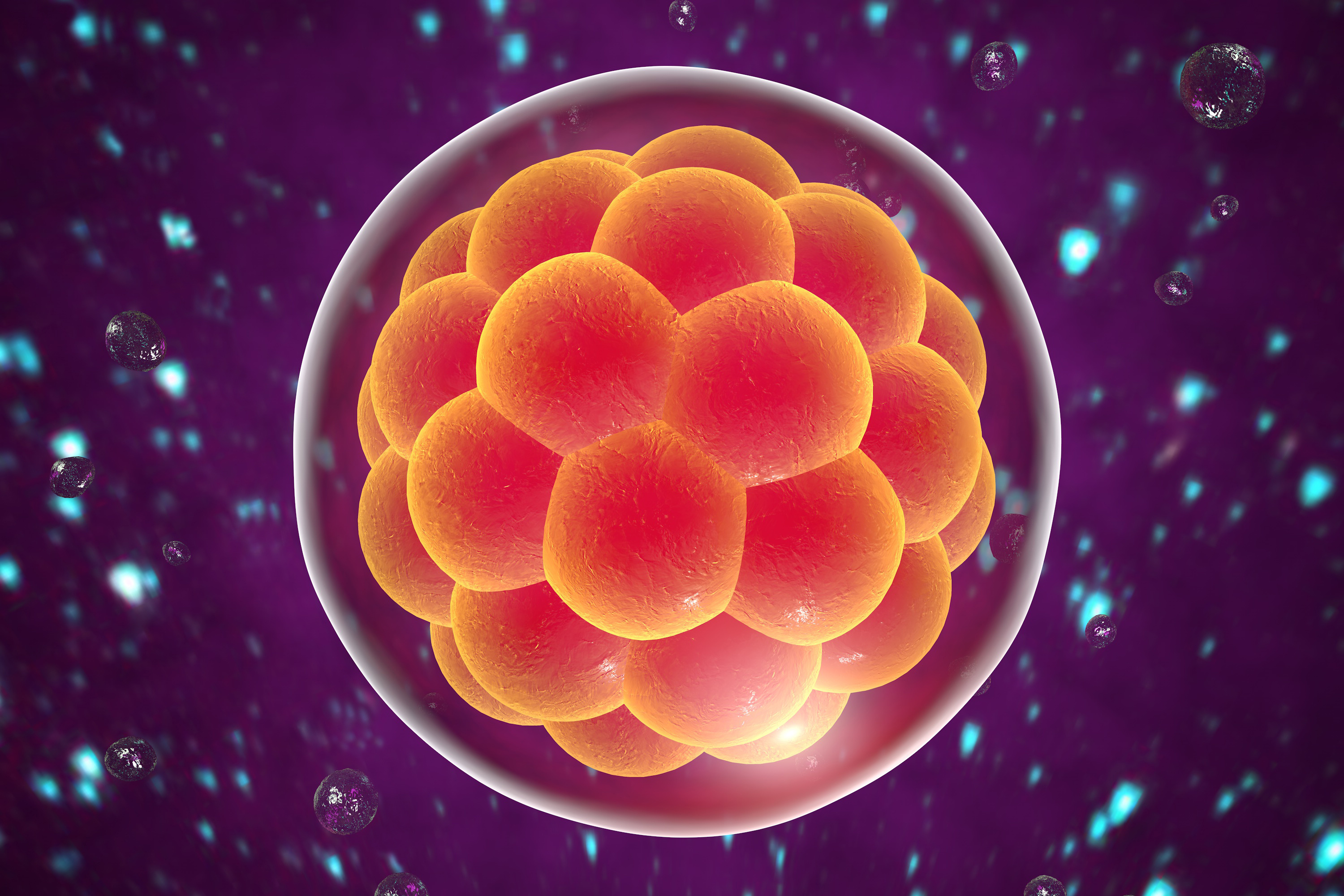 Vu d'artiste d'un embryon humain en développement. © Kateryna Kon, Adobe Stock