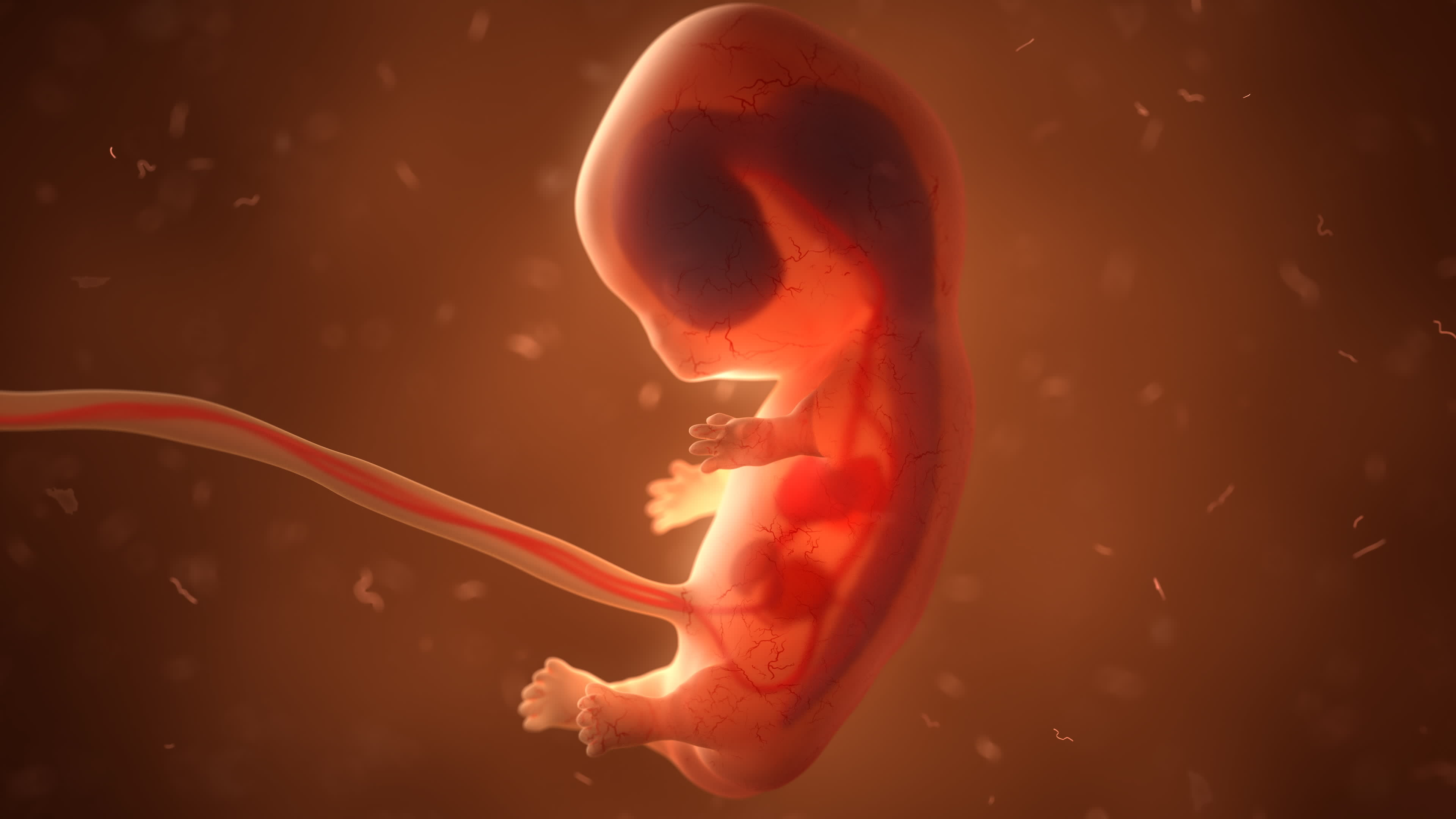 Une équipe de scientifiques a produit des modèles d'embryon imitant le 14e jour de développement de l'embryon humain. © unlimit3d, Adobe Stock