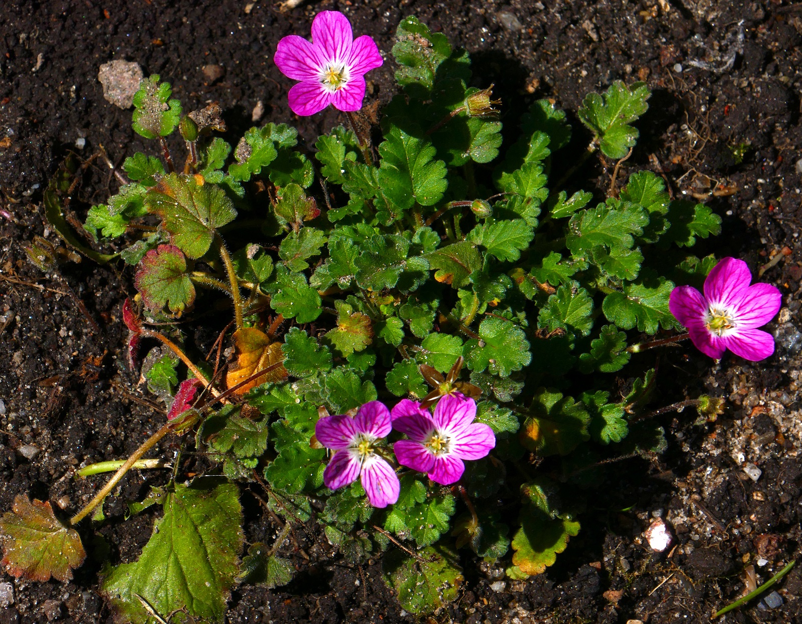 Pied d'Erodium en fleurs. © Elke Hötzel, AdobeStock