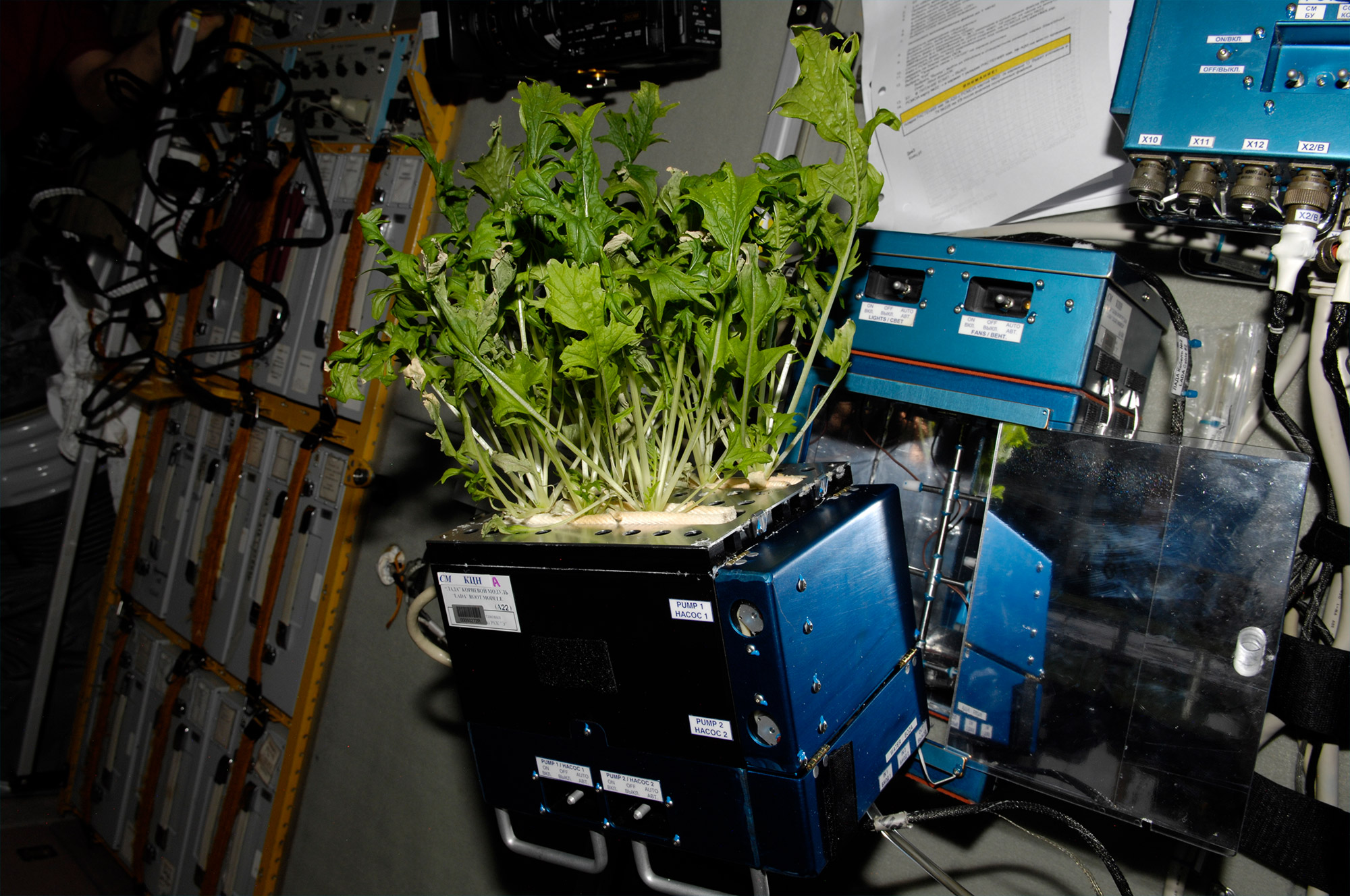 À bord de la Station spatiale, les astronautes ont déjà cultivé dans une serre des salades qu'ils ont ensuite mangées après s'être assurés qu'elles ne présentaient pas de risque pour leur santé. © Nasa