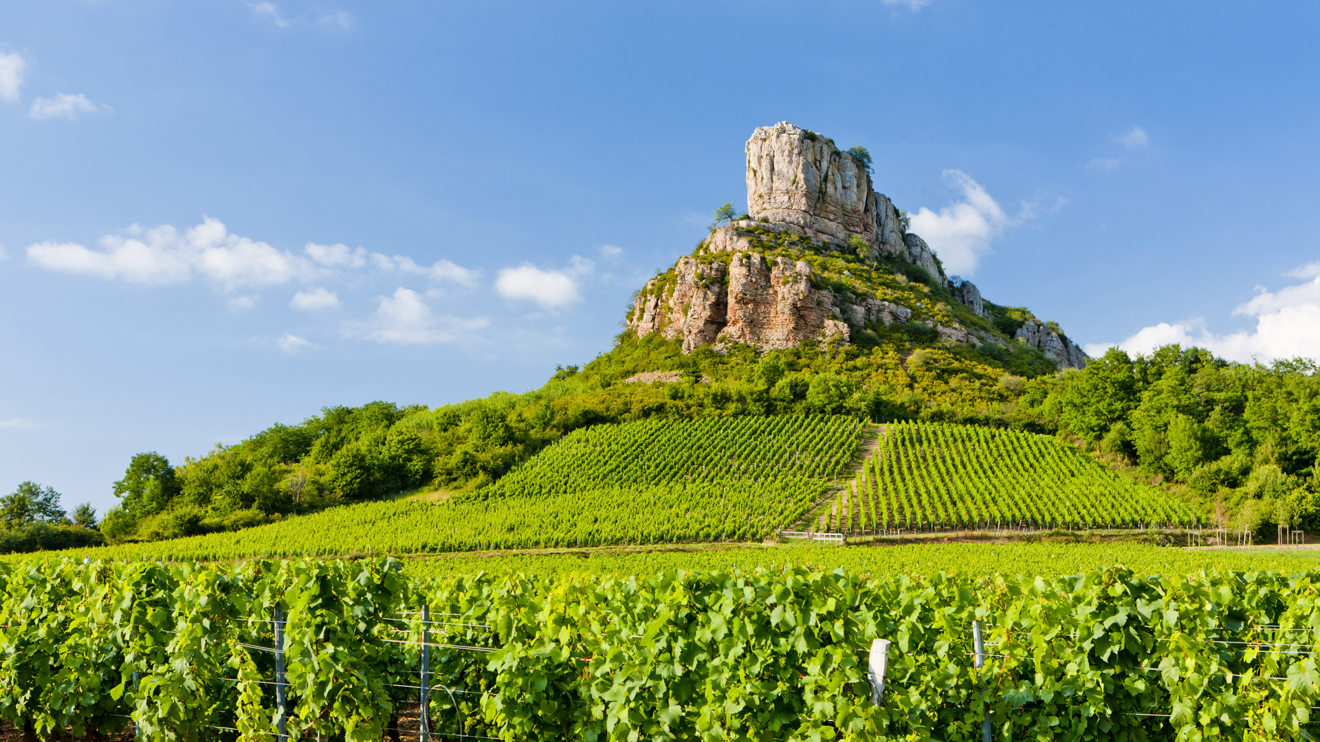 Les terres viticoles de Bourgogne sont riches d'un intéressant passé géologique. © Prochasson Frédéric, Shutterstock