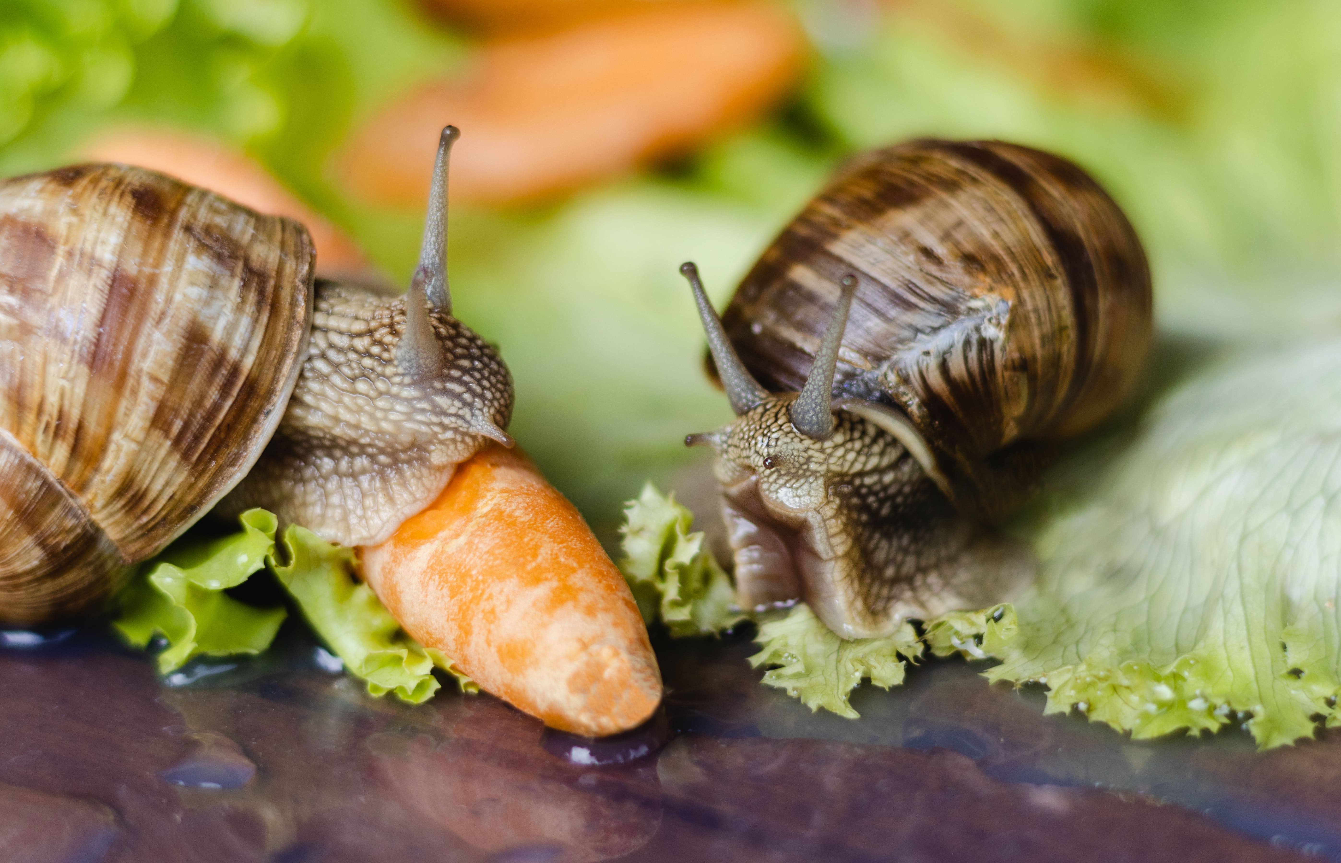 Ces escargots de Bourgogne se régalent de salade et de carotte, mais il existe des plantes qu'ils apprécient encore plus. Elles sont utiles pour les détourner de nos chers légumes. © Barillo_Picture, Adobe Stock