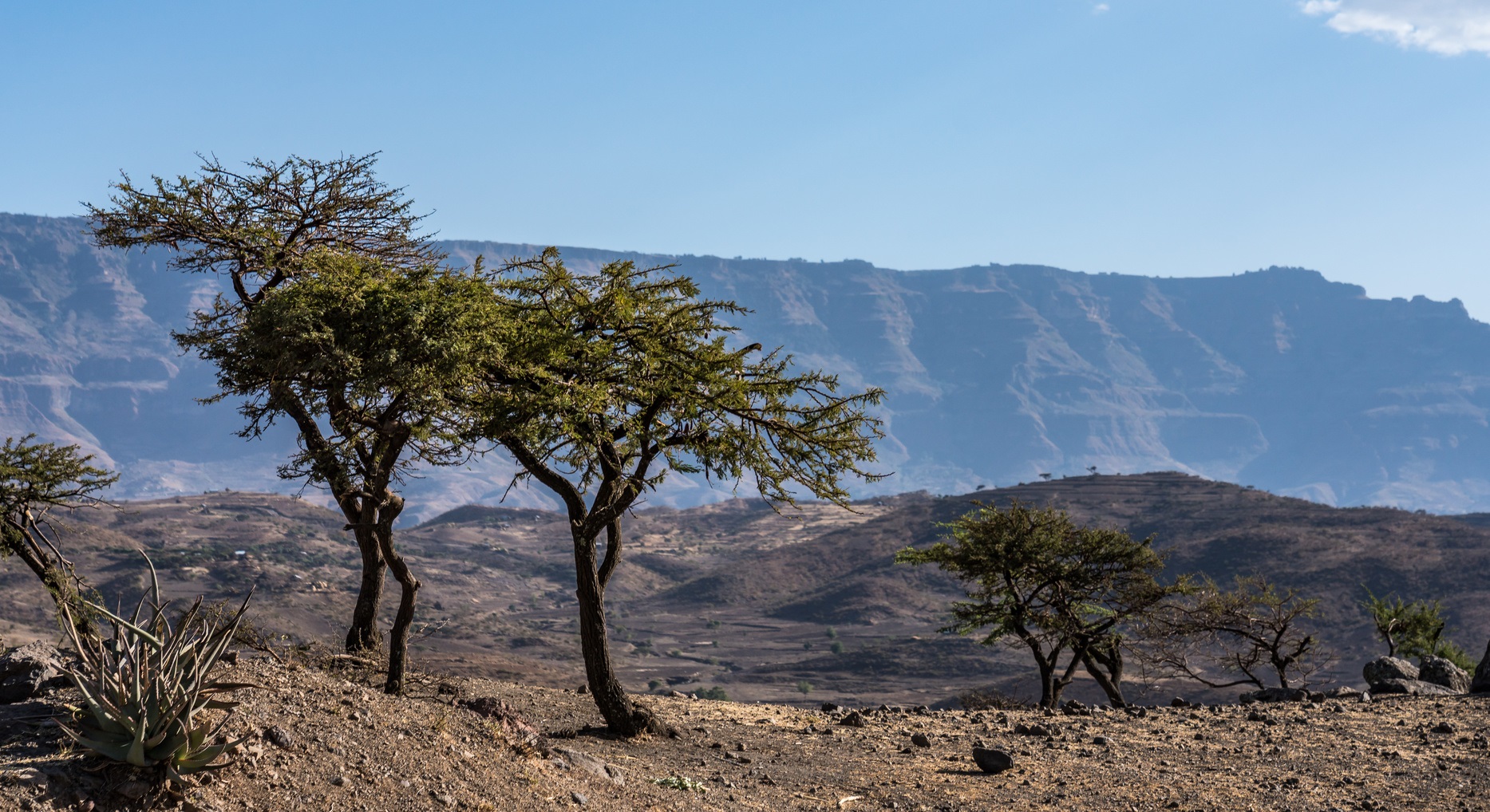 Lucy et Selam ont été trouvées en Ethiopie. © rudiernst, Fotolia